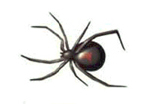 Illustration of a black widow spider