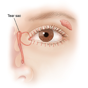 Front view of eye showing tear glands and tear ducts.