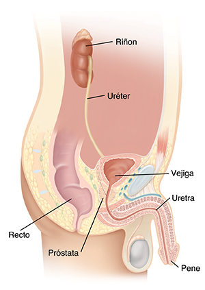 Imagen lateral de las vías urinarias de un hombre.