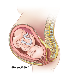 صورة جانبية لجنين في الرحم تُظهر عنق الرحم سميكًا ومغلقًا.